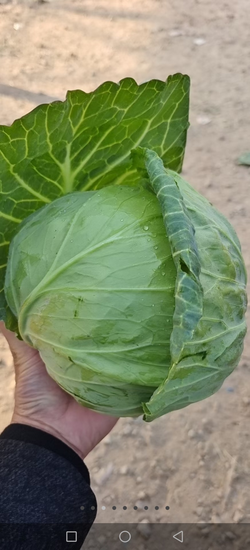 河北邯郸永年区甘蓝圆包菜大量供应保质保量对接全国市场