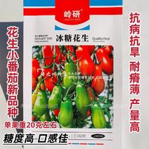 岭研冰糖花生番茄种子糖度高花生小番茄新品种抗旱抗病产量高