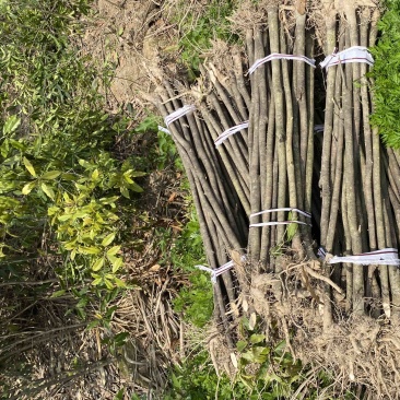 退田处理2-5公分桂花树湖北基地直发质量保证量大优惠
