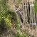 退田处理2-5公分桂花树湖北基地直发质量保证量大优惠