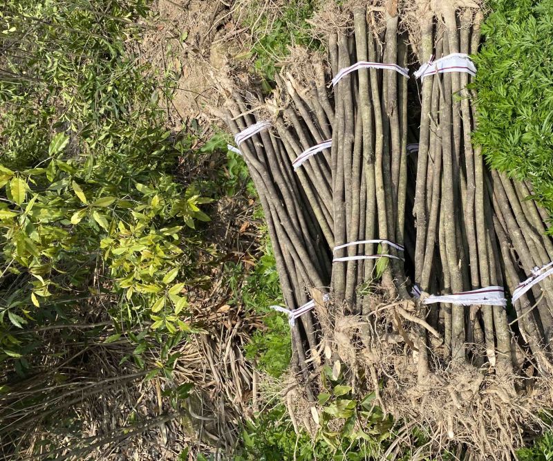 退田处理2-5公分桂花树湖北基地直发质量保证量大优惠