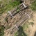 退田处理2-5公分桂花树湖北基地直发质量保证量大优惠