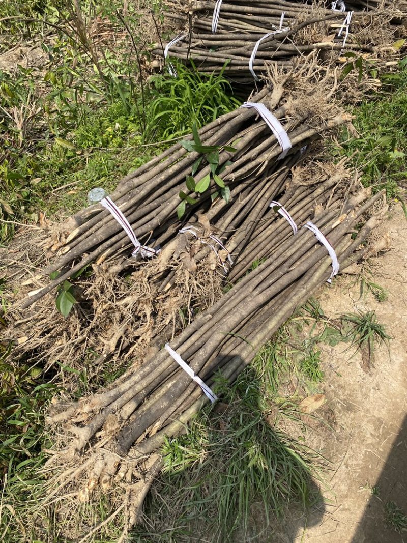 退田处理2-5公分桂花树湖北基地直发质量保证量大优惠