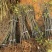 退田处理2-5公分桂花树湖北基地直发质量保证量大优惠