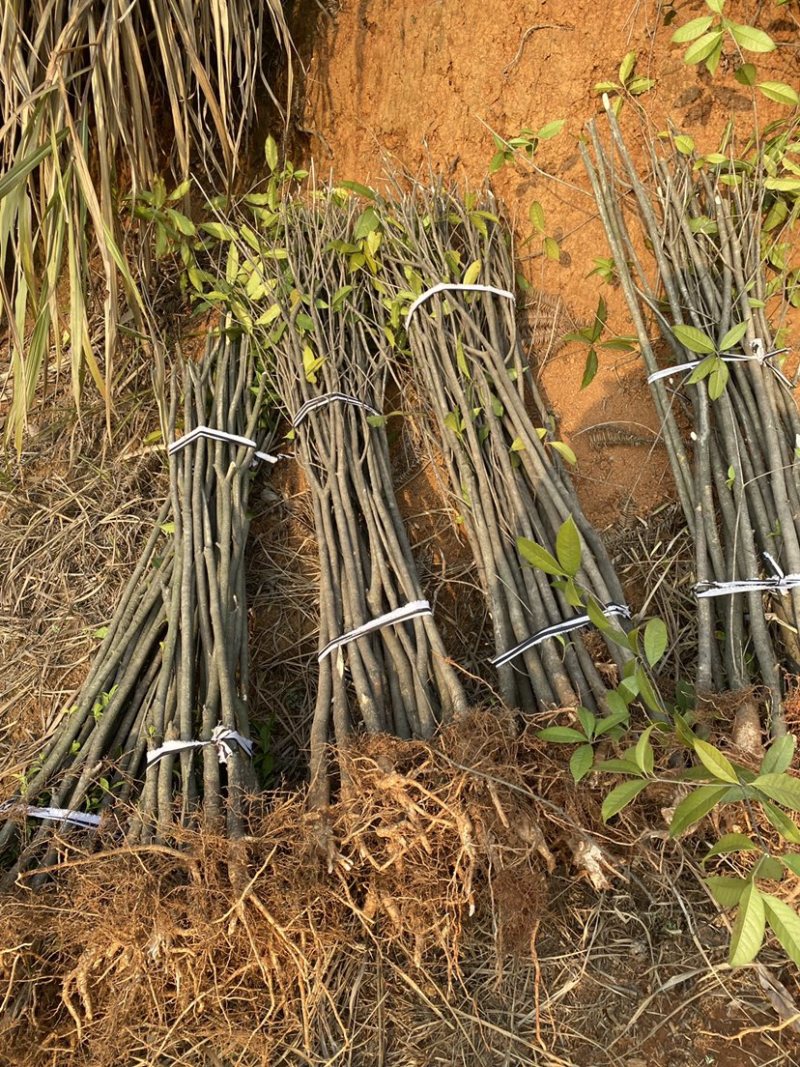 退田处理2-5公分桂花树湖北基地直发质量保证量大优惠