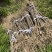 退田处理2-5公分桂花树湖北基地直发质量保证量大优惠