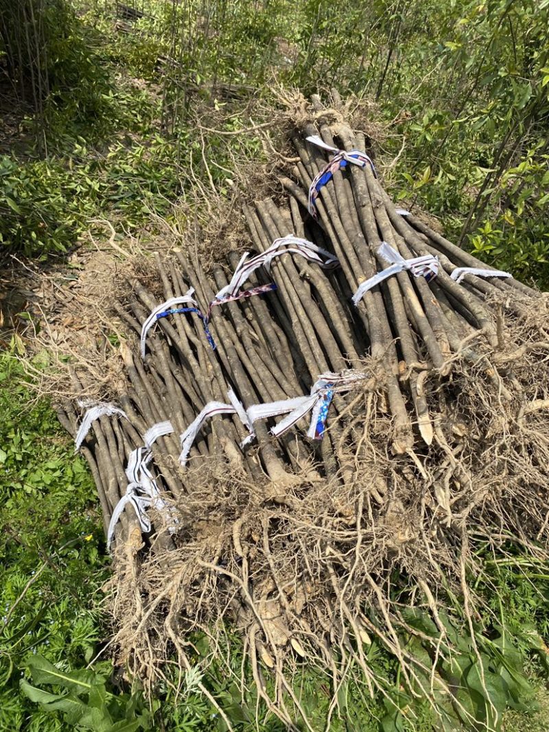 退田处理2-5公分桂花树湖北基地直发质量保证量大优惠