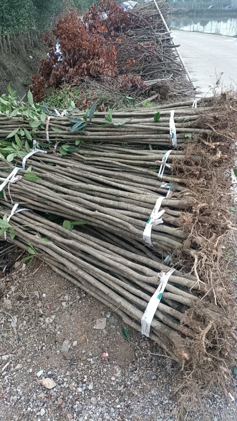 退田处理2-5公分桂花树湖北基地直发质量保证量大优惠