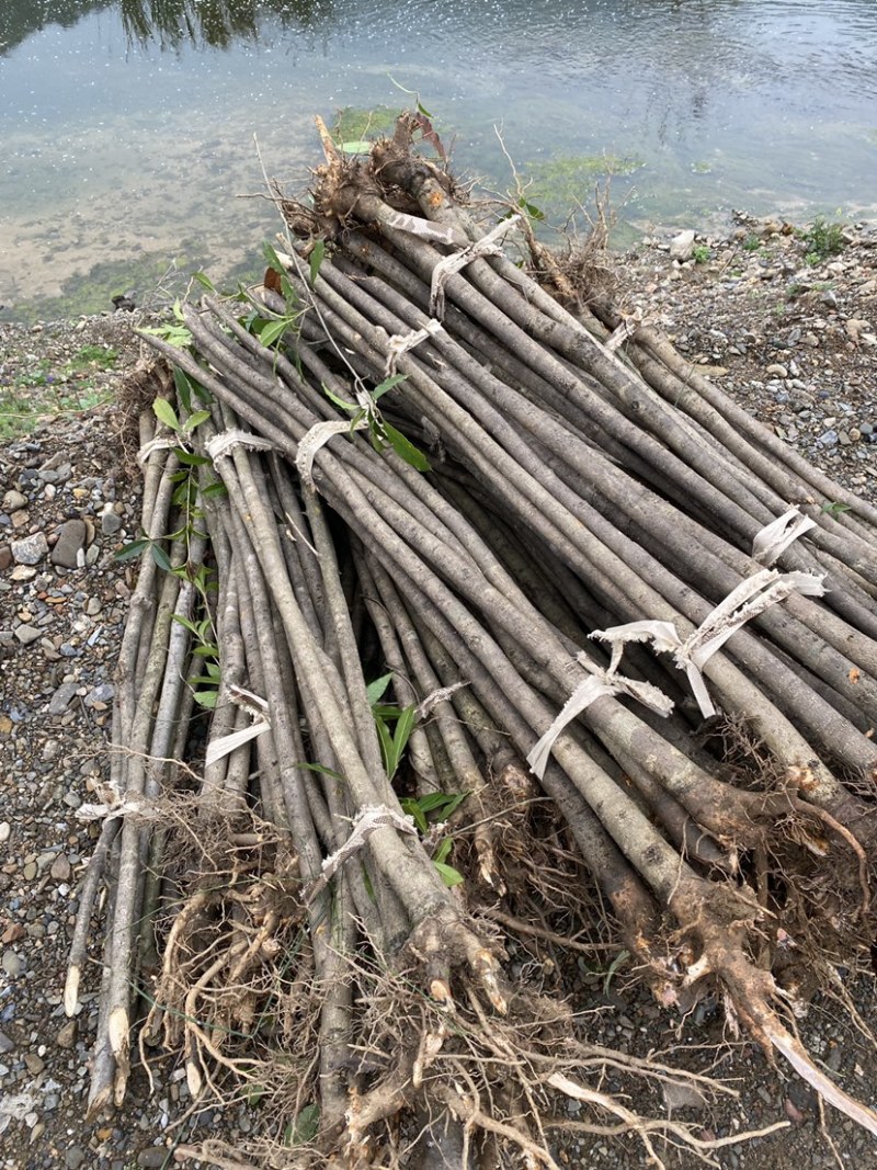 退田处理2-5公分桂花树湖北基地直发质量保证量大优惠