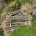 退田处理2-5公分桂花树湖北基地直发质量保证量大优惠