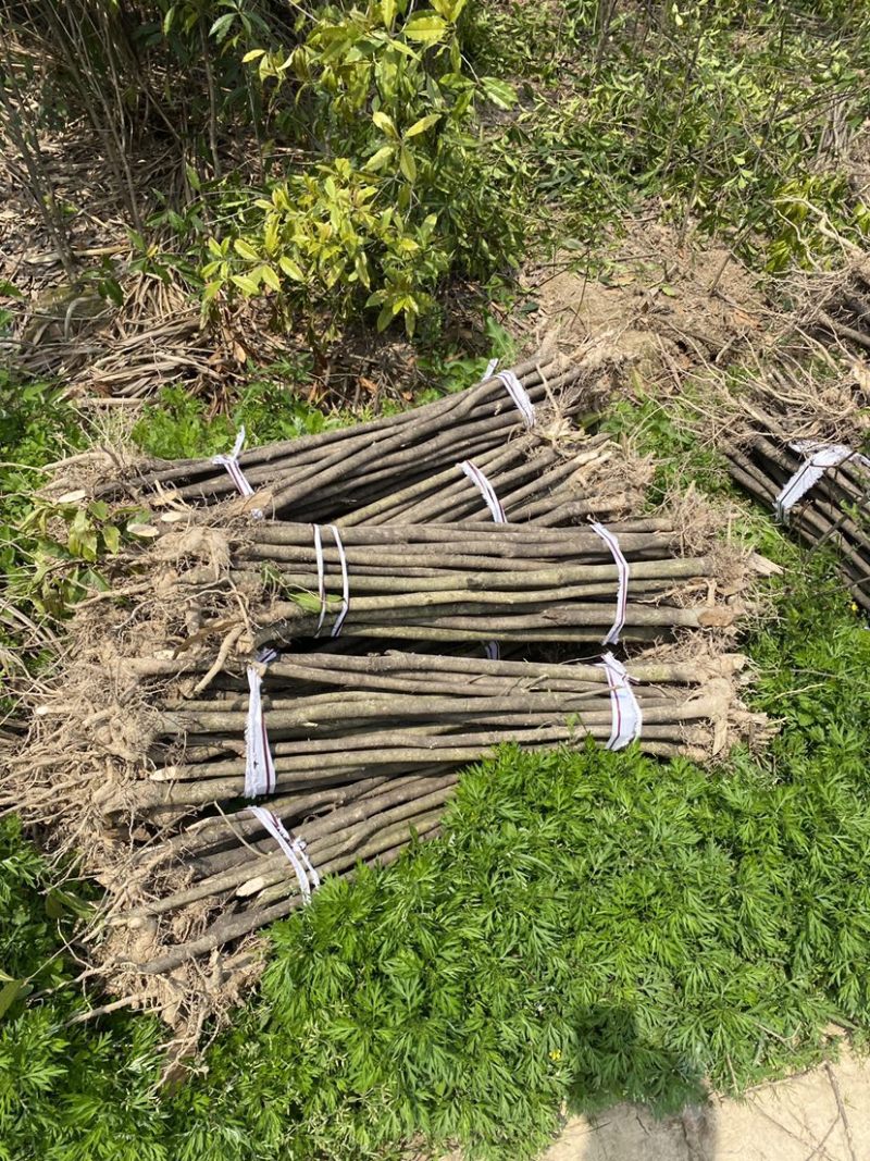 退田处理2-5公分桂花树湖北基地直发质量保证量大优惠