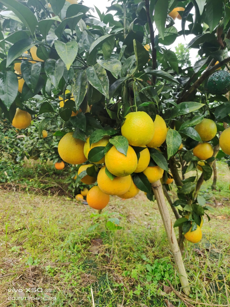 【推荐】湖南湘西龙山纽荷尔脐橙产地一手货源对接大型批发商