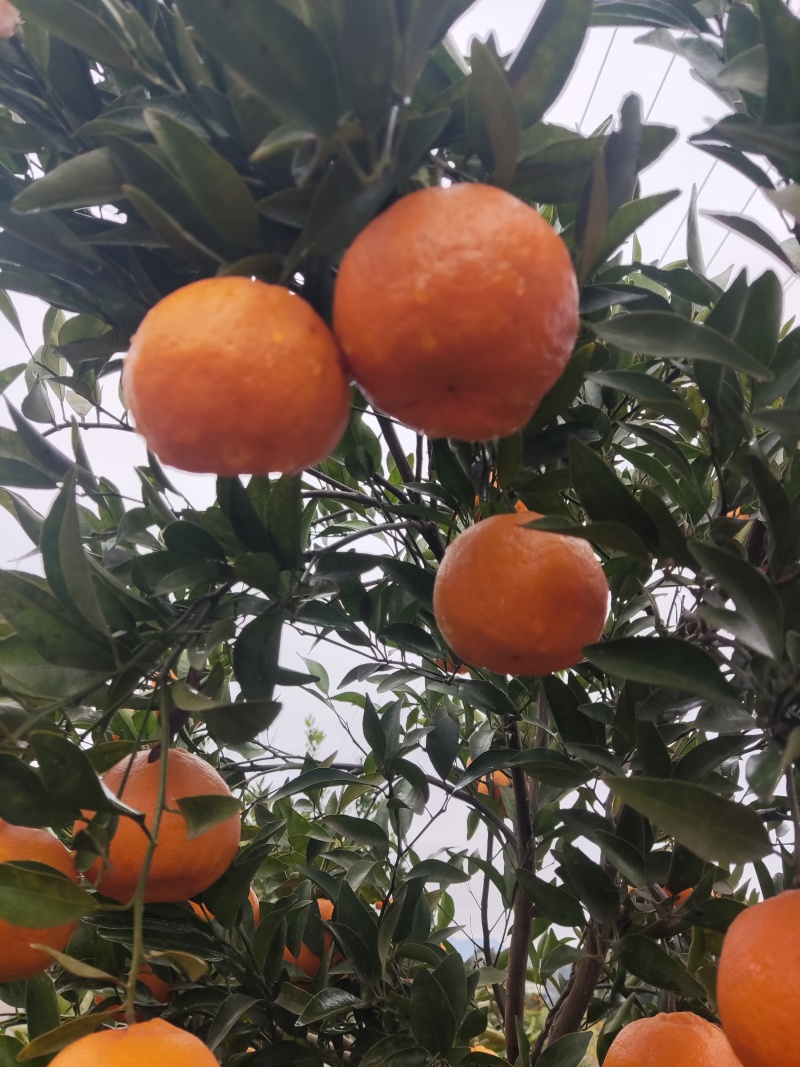 新鲜碰柑