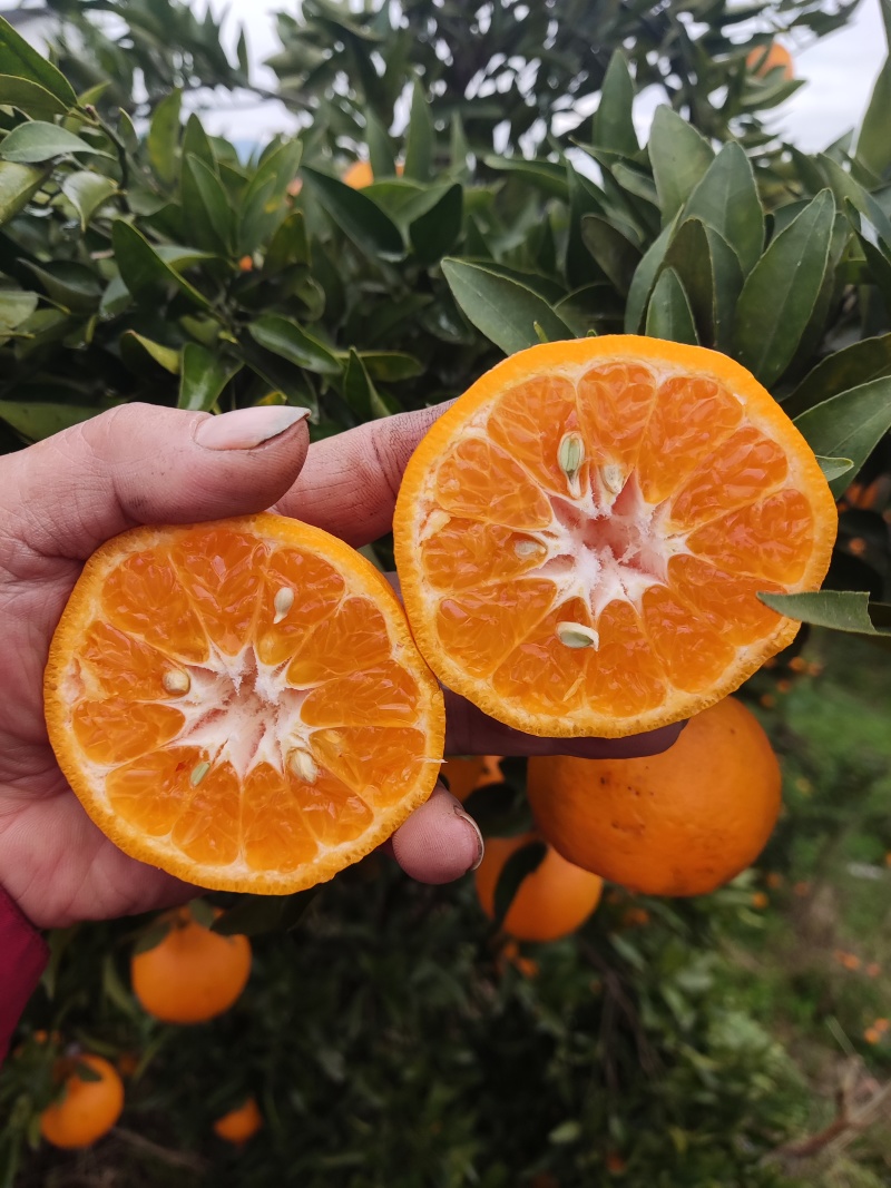 新鲜碰柑