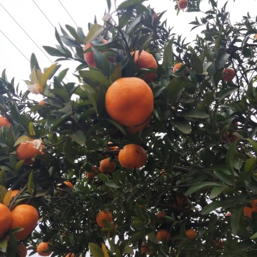 新鲜碰柑