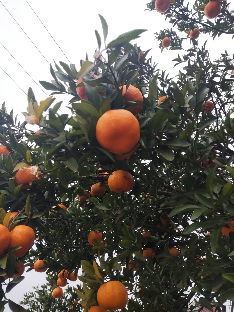 新鲜碰柑