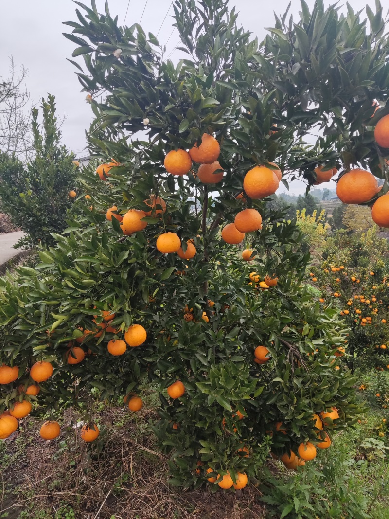 新鲜碰柑