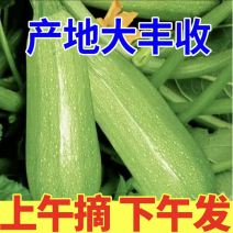 山东费县西葫芦-产地直发-量大从优-品质保证优惠