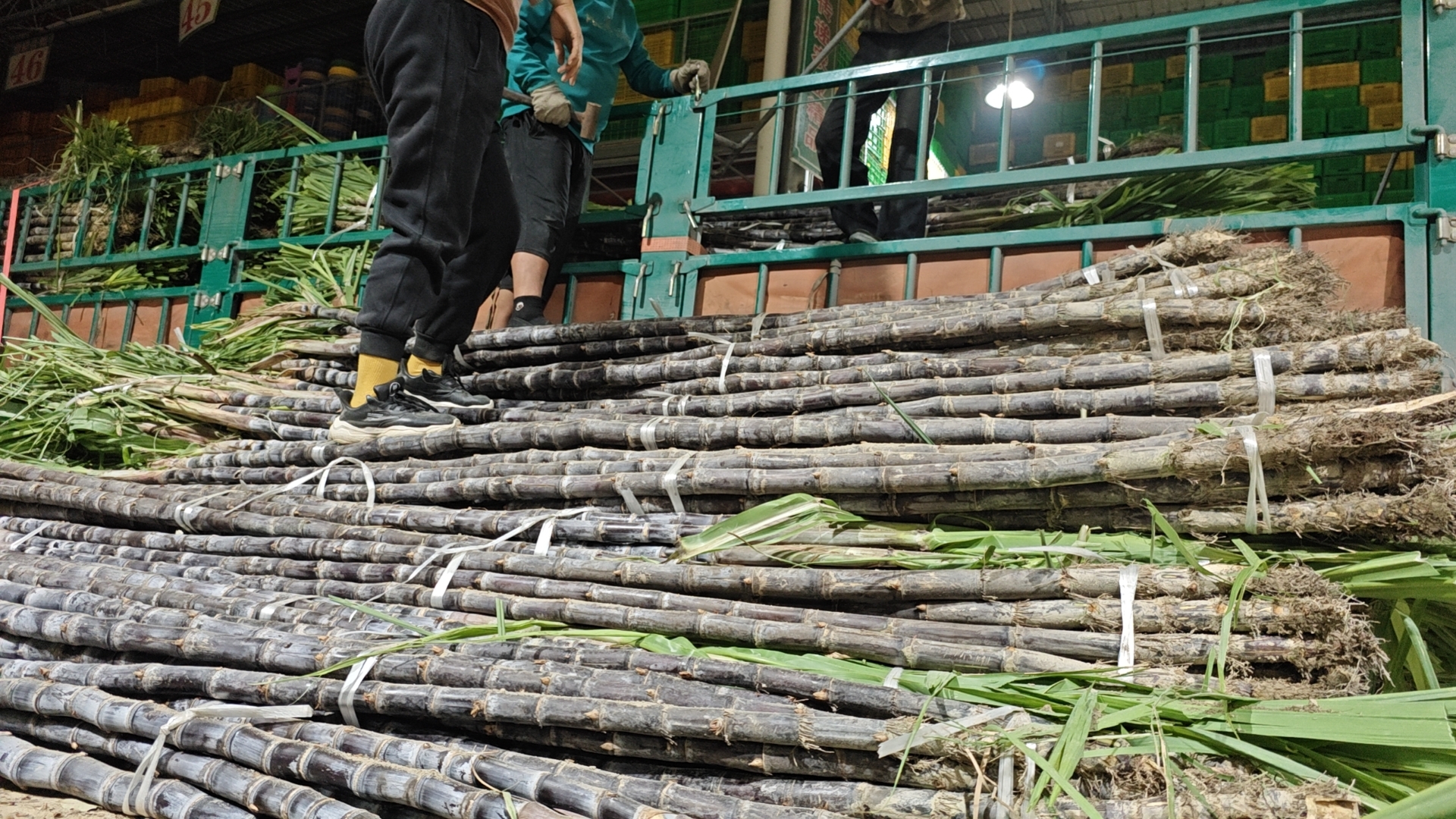 黑皮甘蔗榨糖成品图