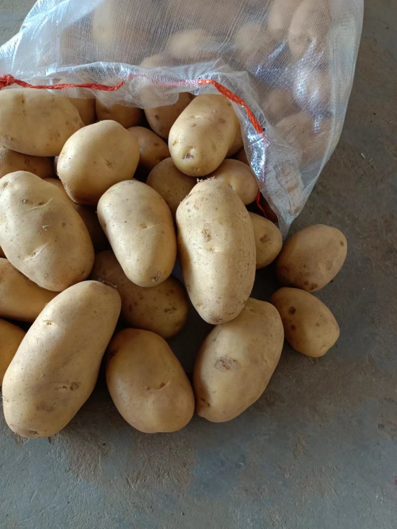 精品土豆一手货源货源充足量大从优欢迎咨询