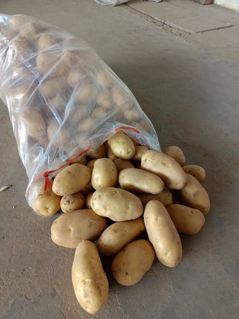 精品土豆一手货源货源充足量大从优欢迎咨询