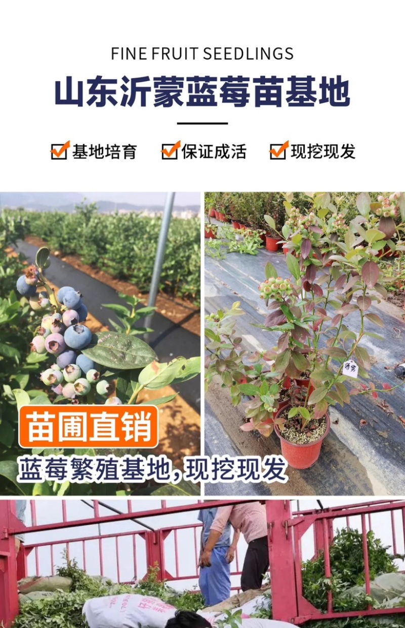 组培脱毒大果蓝莓苗新品种绿宝石L25F6南北方盆栽地栽