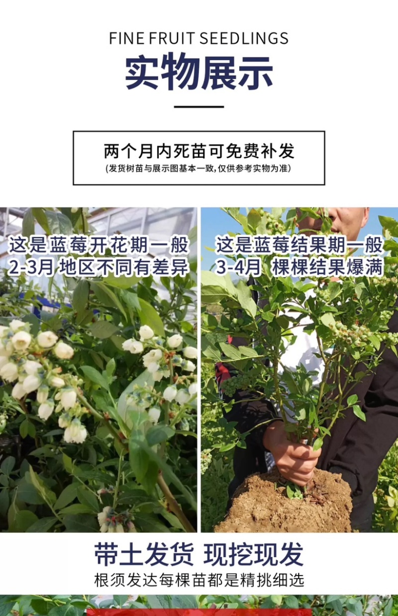 组培脱毒大果蓝莓苗新品种绿宝石L25F6南北方盆栽地栽