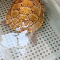 巴西龟3—4厘米龟活物招财黄乌龟