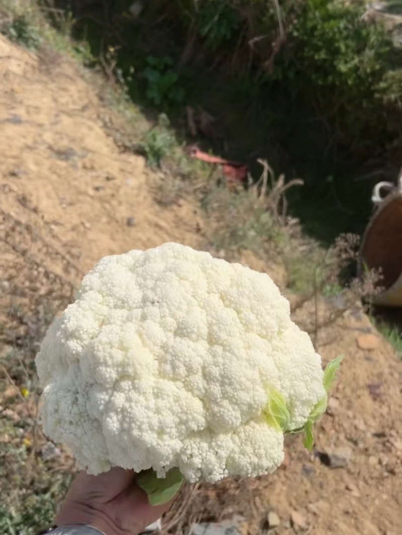 【热卖】云南松花菜，青梗小米散花，产地发货，一手货源