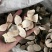 【包邮】青皮四花青皮中药材四花青皮，可线上下单长期合作