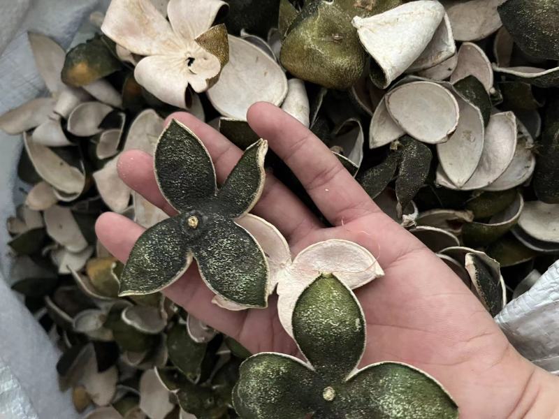 【包邮】青皮四花青皮中药材四花青皮，可线上下单长期合作