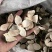 【包邮】青皮四花青皮中药材四花青皮，可线上下单长期合作