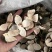 【包邮】青皮四花青皮中药材四花青皮，可线上下单长期合作