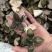 【包邮】青皮四花青皮中药材四花青皮，可线上下单长期合作