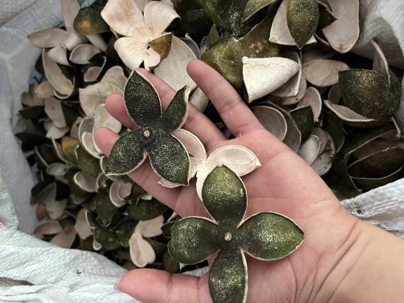 【包邮】青皮四花青皮中药材四花青皮，可线上下单长期合作