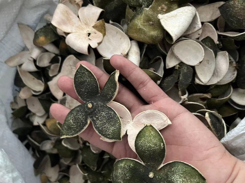【包邮】青皮四花青皮中药材四花青皮，可线上下单长期合作
