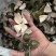 【包邮】青皮四花青皮中药材四花青皮，可线上下单长期合作