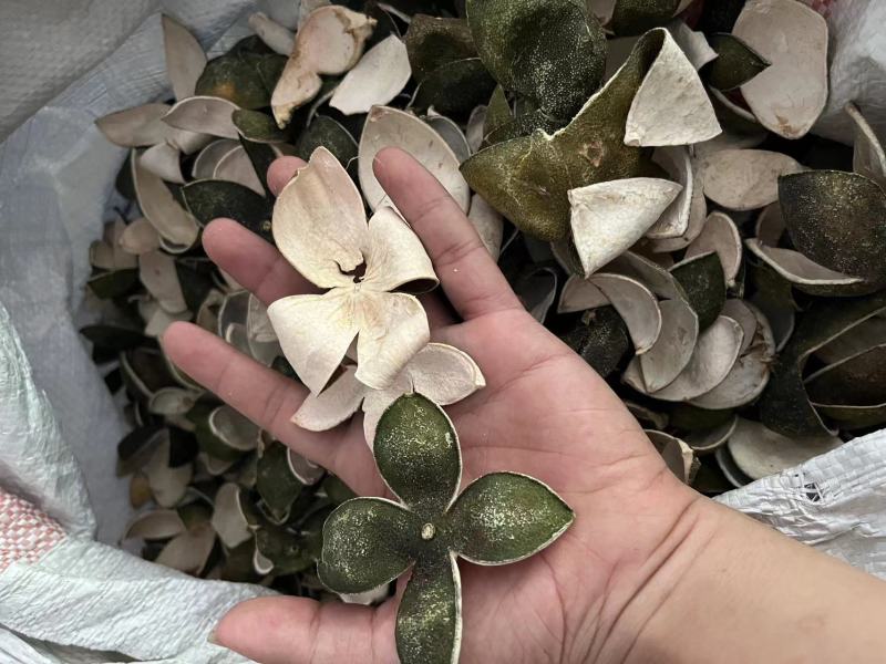 【包邮】青皮四花青皮中药材四花青皮，可线上下单长期合作