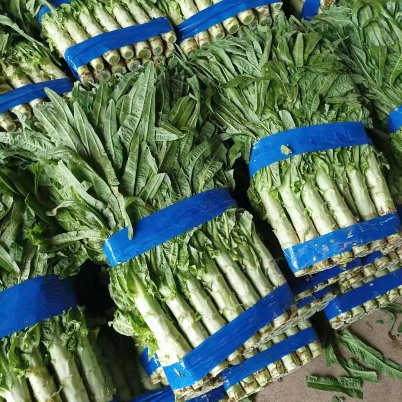 莴苣，基地直供，无空心青肉，商超，电商直供