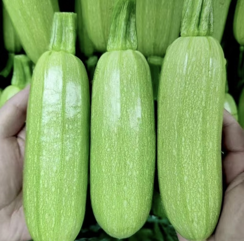费县绿皮西葫芦烹饪图,展示切开后的绿皮西葫芦果肉质地,以及正在炒制的锅中状态,旁边配有蒜末和食用油 费县绿皮西葫芦烹饪图
