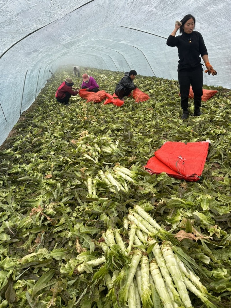 安徽宿州砀山精品杆子，漂亮，大量现货需要的老板联系