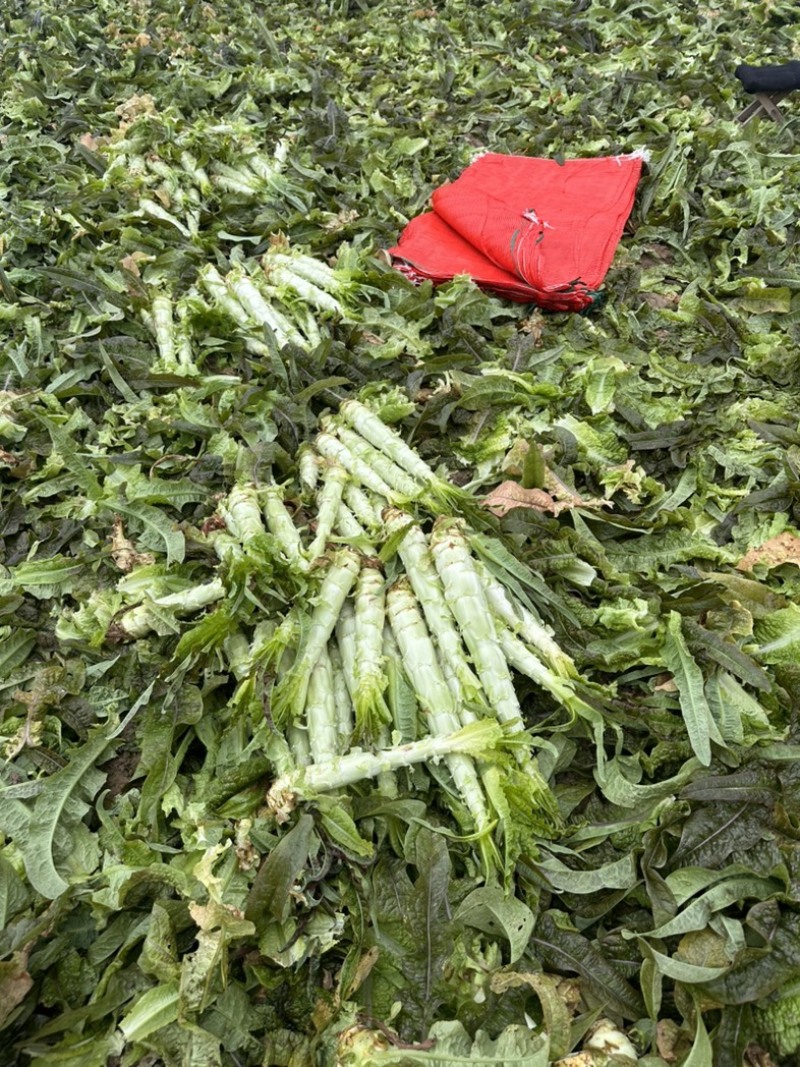 安徽宿州砀山精品杆子，漂亮，大量现货需要的老板联系