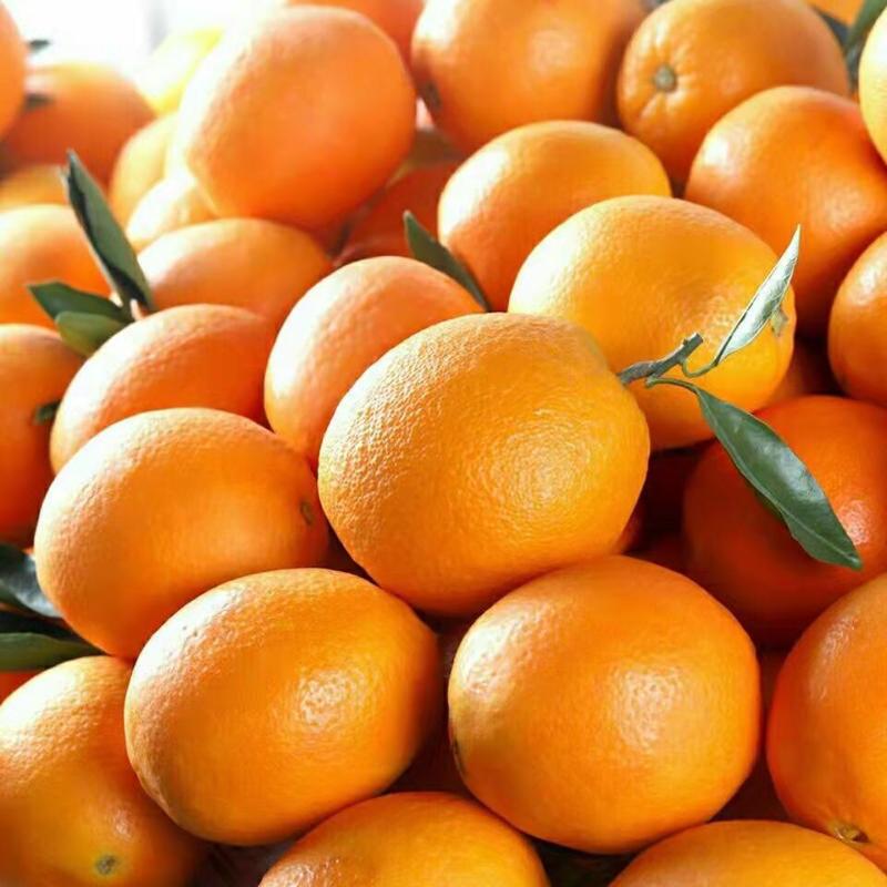 云南大理宾川纽荷尔脐橙大量上市了，社区团购发专车一件代发