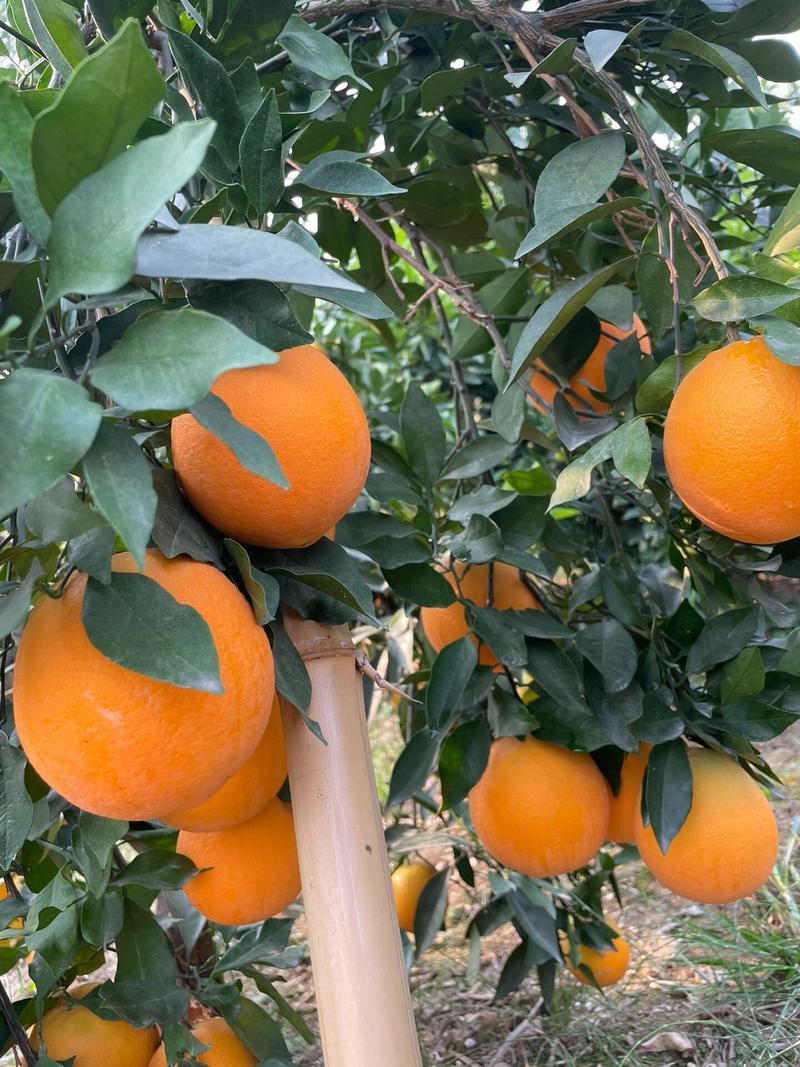 云南大理宾川纽荷尔脐橙大量上市了，社区团购发专车一件代发