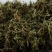 鹅不食草振兴药材批发一手货源