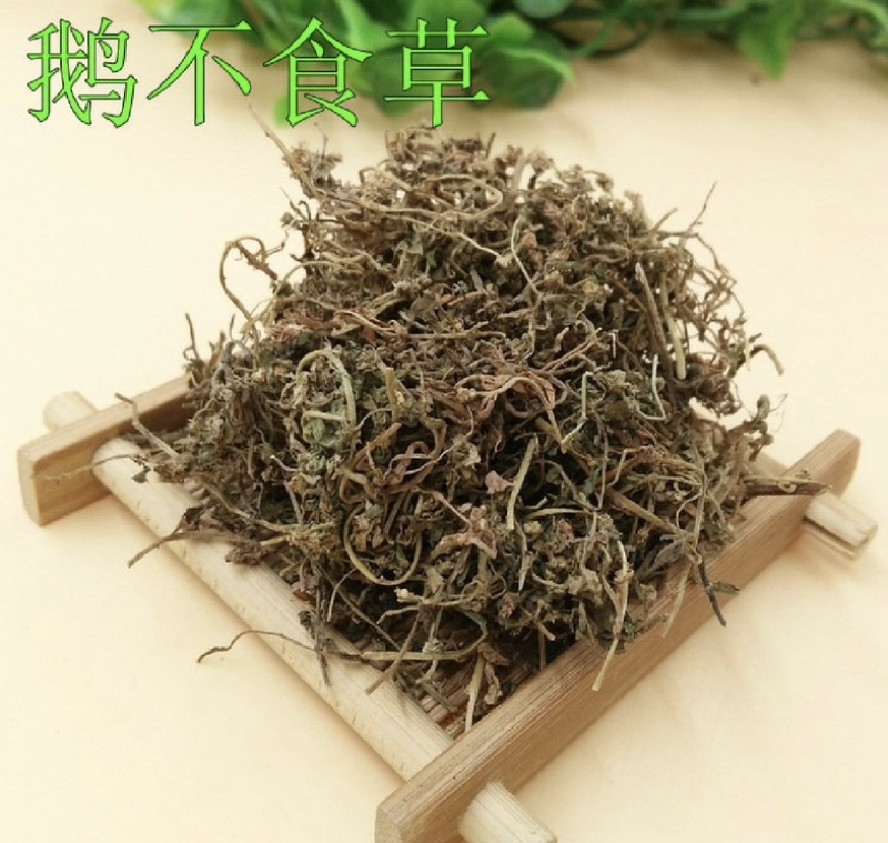 鹅不食草振兴药材批发一手货源