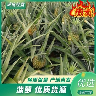 【菠萝】正宗徐闻菠萝产地直发品质保证对接全国欢迎咨询