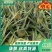 【菠萝】正宗徐闻菠萝产地直发品质保证对接全国欢迎咨询