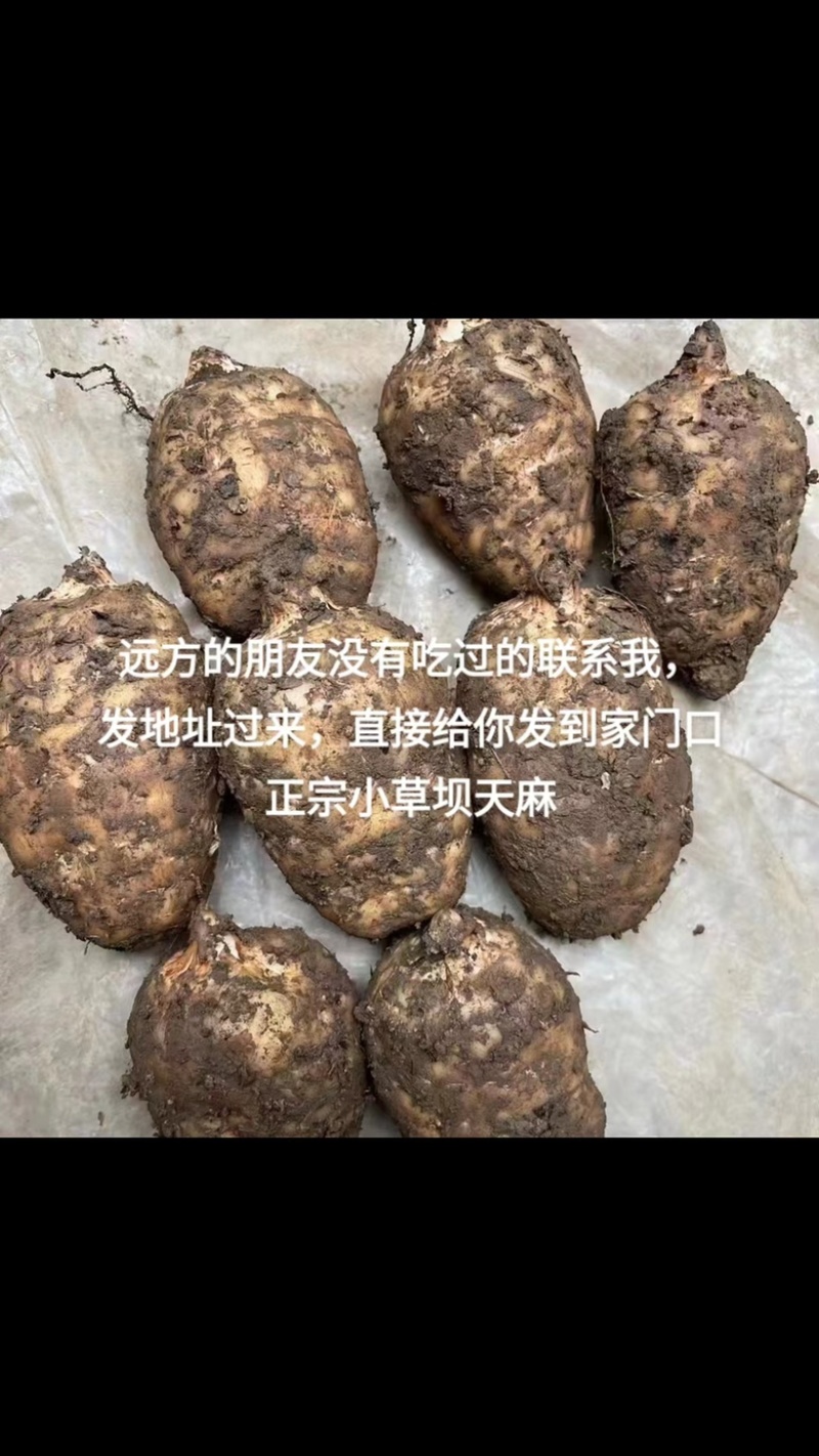 精品鲜天麻批发零售一件代发都可以欢迎新老客户订购