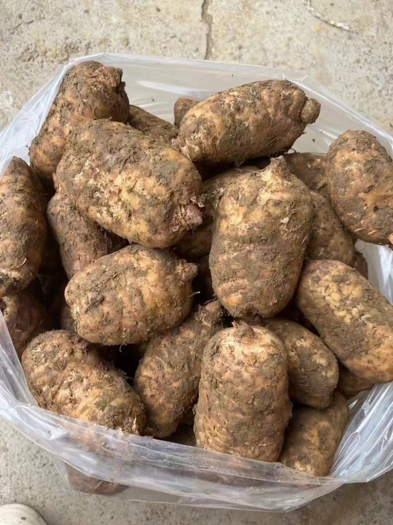 精品鲜天麻批发零售一件代发都可以欢迎新老客户订购